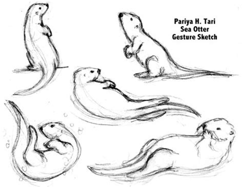 Pix For > Cute Sea Otter Drawing | Otter drawing, Otter tattoo, Otters