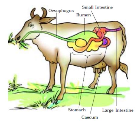 Revision Notes for Science Chapter 2 - Nutrition in Animals (Class 7th) | askIITians