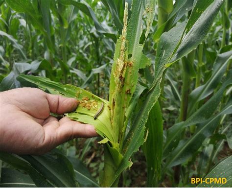 DA allots P150M to help farmers control fall armyworm | Official Portal of the Department of ...