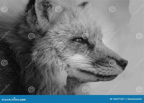 Wildlife Wolf Abstract Art Painting Stock Image - Image of wolf, abstract: 166571421