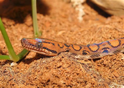 serpiente, boa arcoiris, reptil, escala, constrictor, color, elegante, colorido, hermoso ...