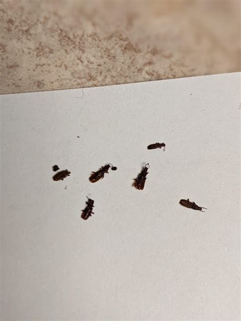 Are These Baby Termites? : r/Termites