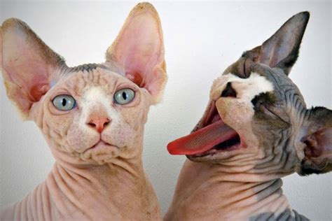 World's Ugliest Cats Ever