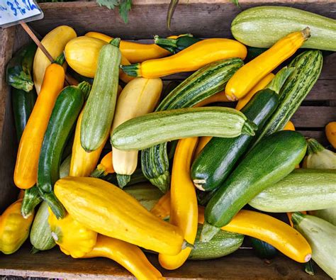 How to Harvest and Store Summer Squash