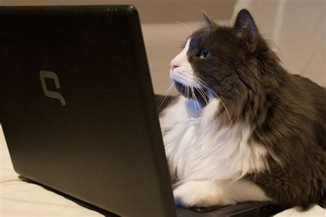 Funny & Cute Cats Using Laptop | Funny And Cute Animals