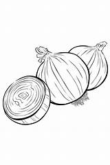 Onion Coloring Pages sketch template