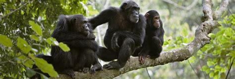 Nut-cracking chimpanzees, elephants reveal animals have intelligent ...