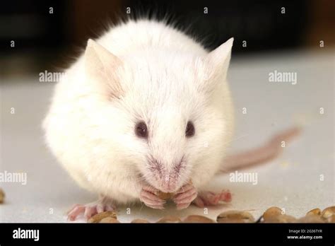 Albino mice hi-res stock photography and images - Alamy