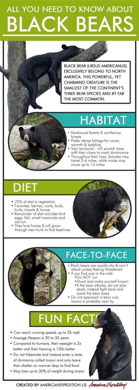 Pets Tips : All You Need to Know About Black Bears | Black bear habitat, Bear habitat, Black bear