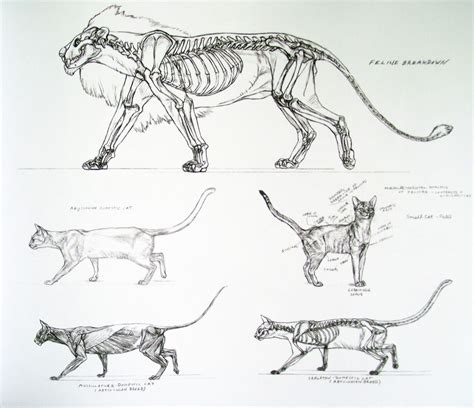 tumblr_n18c27QUd91rjw0mwo2_1280.jpg (1280×1102) | Anatomie chat, Anatomie animale, Dessin chat