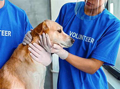 bengaluru: Animal lovers want vet services 24x7 in Bengaluru