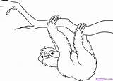 Tropical Rainforest Animals Coloring Pages At GetColoringscom  Free sketch template