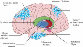 Frontiers | The basal ganglia select the expected sensory input used ...