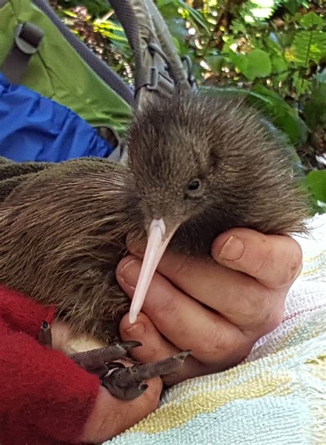 Wellington Community Trust Kiwi chicks spring into life