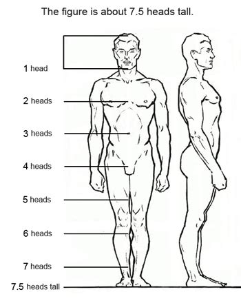 7 Figure Drawing Proportions to Know