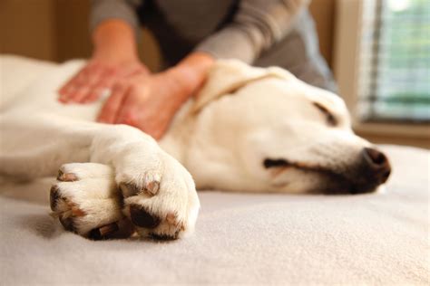 Rocky Mountain School of Animal Acupressure and Massage – Education for Animal Health and Well-being