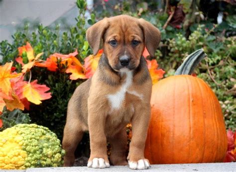 boxer lab mix puppies for sale near me Online Shopping