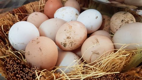 Why Eggs Aren't Always Washed Outside Of The US