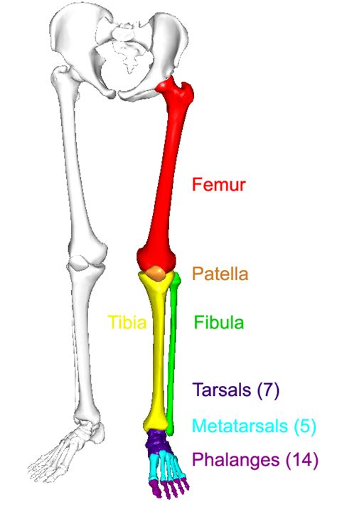 CUSS Lower Limb Anatomy FINAL REVISION SESSION - TimeTree