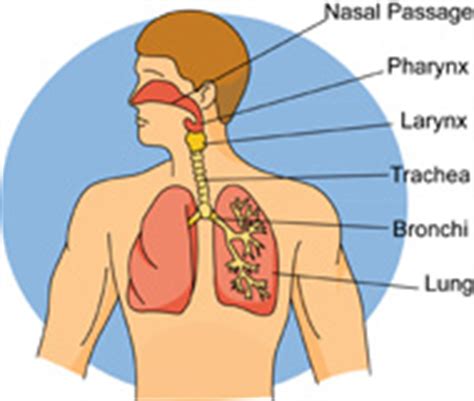 Free Respiratory Cliparts, Download Free Respiratory Cliparts png images, Free ClipArts on ...