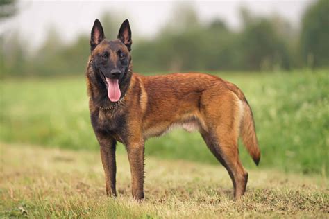 How Much Does A Belgian Malinois Cost