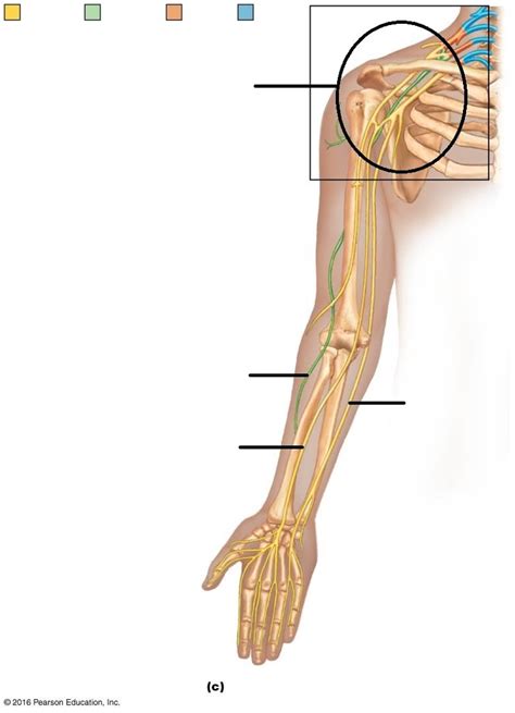 arm nerve labeling Diagram | Quizlet