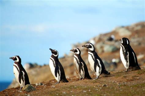 El Parque Nacional de Los Pingüinos - Chile