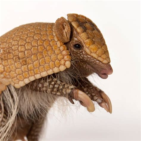 Armadillos | National Geographic