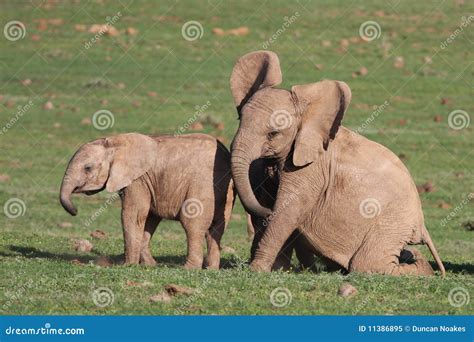 Baby Elephants Playing stock image. Image of nature, conservation ...