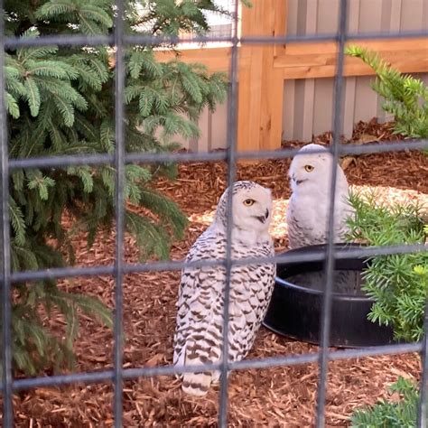 Live Owl Exhibition at the Canadian Museum of Nature in Ottawa ...