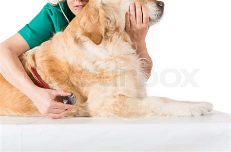 Veterinary consultation | Stock image | Colourbox