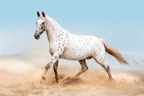 Appaloosa Horse Breed Overview and Origin | LoveToKnow Pets