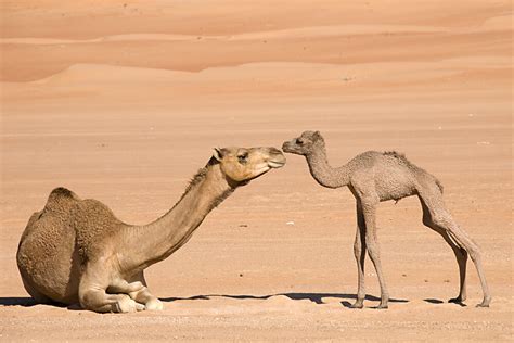 Daily MOS: The Australian Feral Dromedary Camel Wars