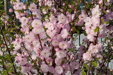 Blossom on almond tree | home garden shot. sunlight reflecte… | Flickr