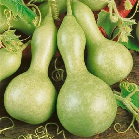 Gourd Birdhouses For Sale: 10 Seeds, Gourd "Mini Bottle" (Lagenaria siceraria) Seeds By Seed ...