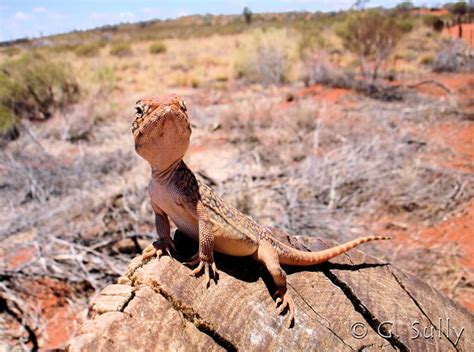 Fauna of Uluru-Kata Tjuta – Ausemade