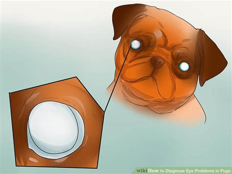 How to Diagnose Eye Problems in Pugs: 9 Steps (with Pictures)