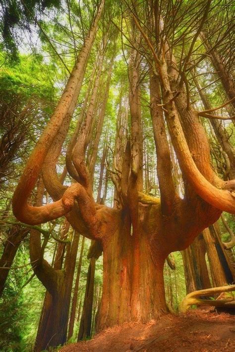 A stately candelabra redwood tree reaches for the sky along the Lost ...