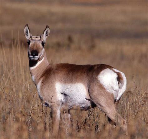 Antelope Facts, Types, Lifespan, Classification, Habitat, Pictures