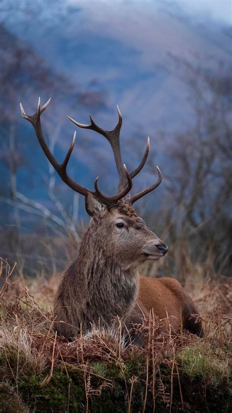 Red Stag by gsphoto Nature Animals, Forest Animals, Animals And Pets, Cute Animals, Deer Photos ...