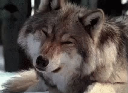 Wolf Confused GIF - Wolf Confused What - Discover & Share GIFs | Wolf ...