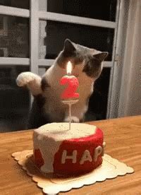 Birthday Gif Funny Cats - gif