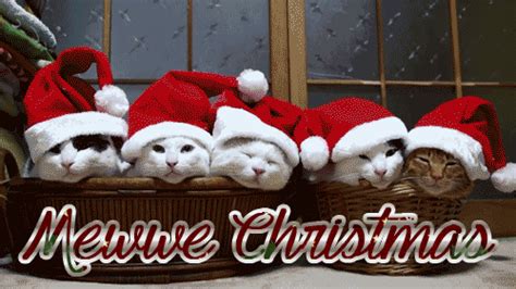 funny christmas cat santa gif | Christmas kitten, Christmas animals ...