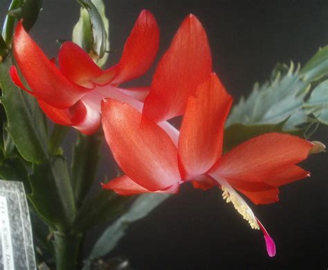 Plants are the Strangest People: Schlumbergera seedling no. 211