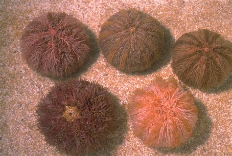 Pink Sea Urchin - The Australian Museum