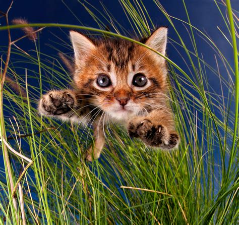 Kittens Pouncing: Adorable Photo Gallery | Time