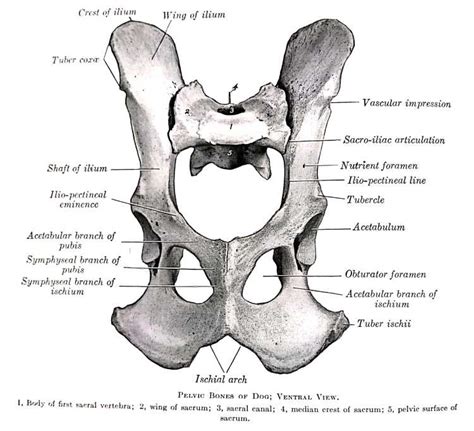 Pelvic Girdle | Gross Anatomy | Anjani Mishra