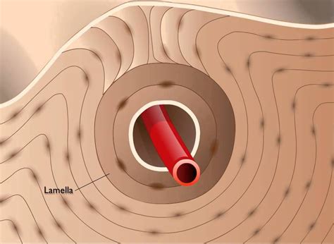 Formation of osteons | Anatomy and physiology, Anatomy, Youtube