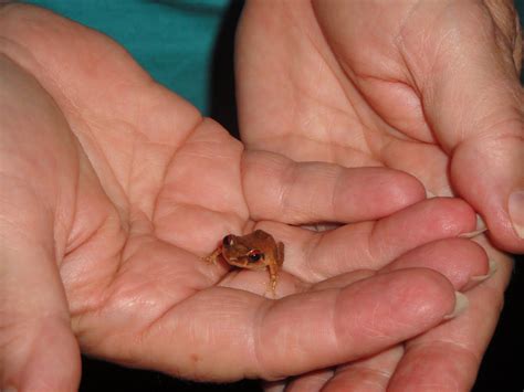 Coqui frog so small and cute but sings alot and loud.