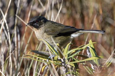 Typical bellbird markings